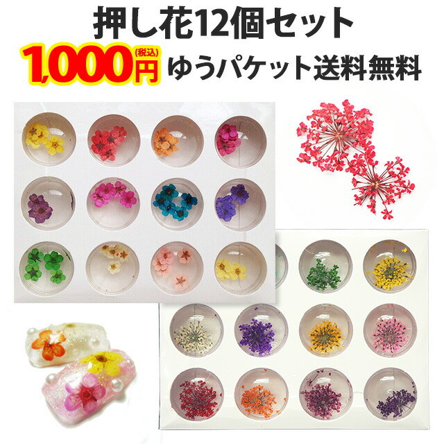 ドライフラワー（ 押し花or小花 ）メール便送料無料（ あすつく
