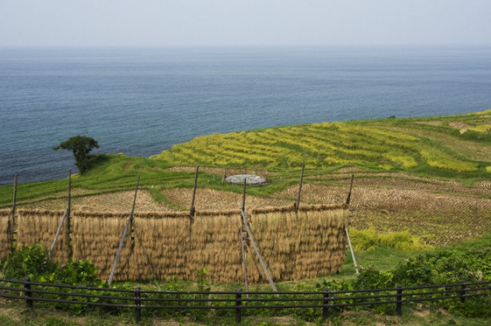 米 10キロ 令和7年産 新米 精米 北陸・石川県産 にじのきらめき 10kg
