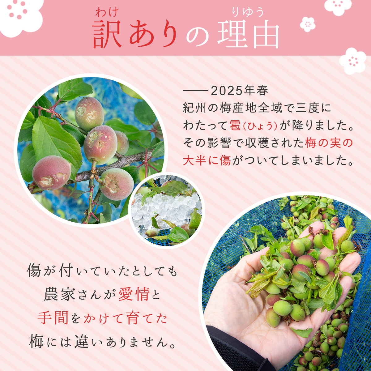 【完売しました】梅干し 訳あり しらら小梅 6...の詳細画像4