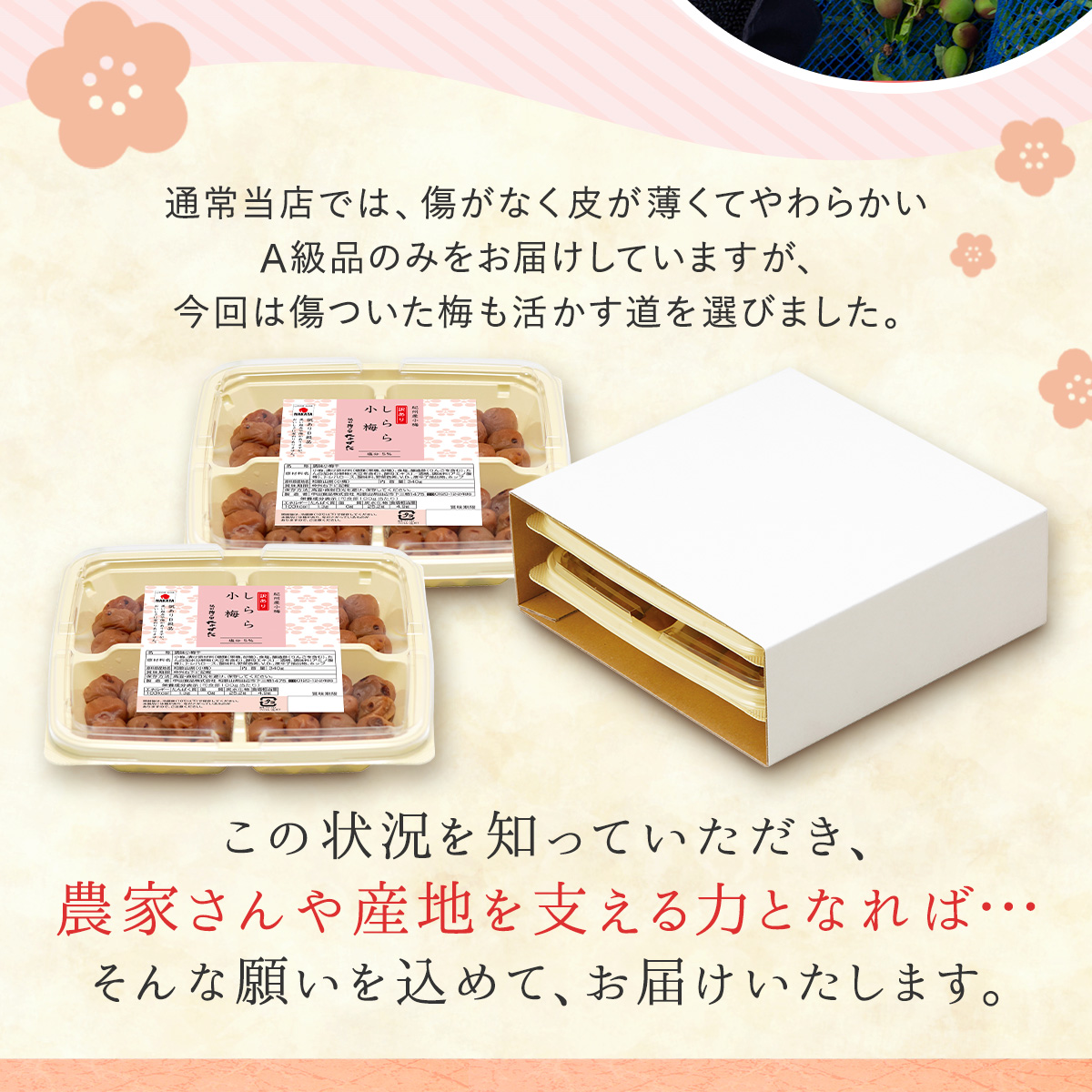 【完売しました】梅干し 訳あり しらら小梅 6...の詳細画像5