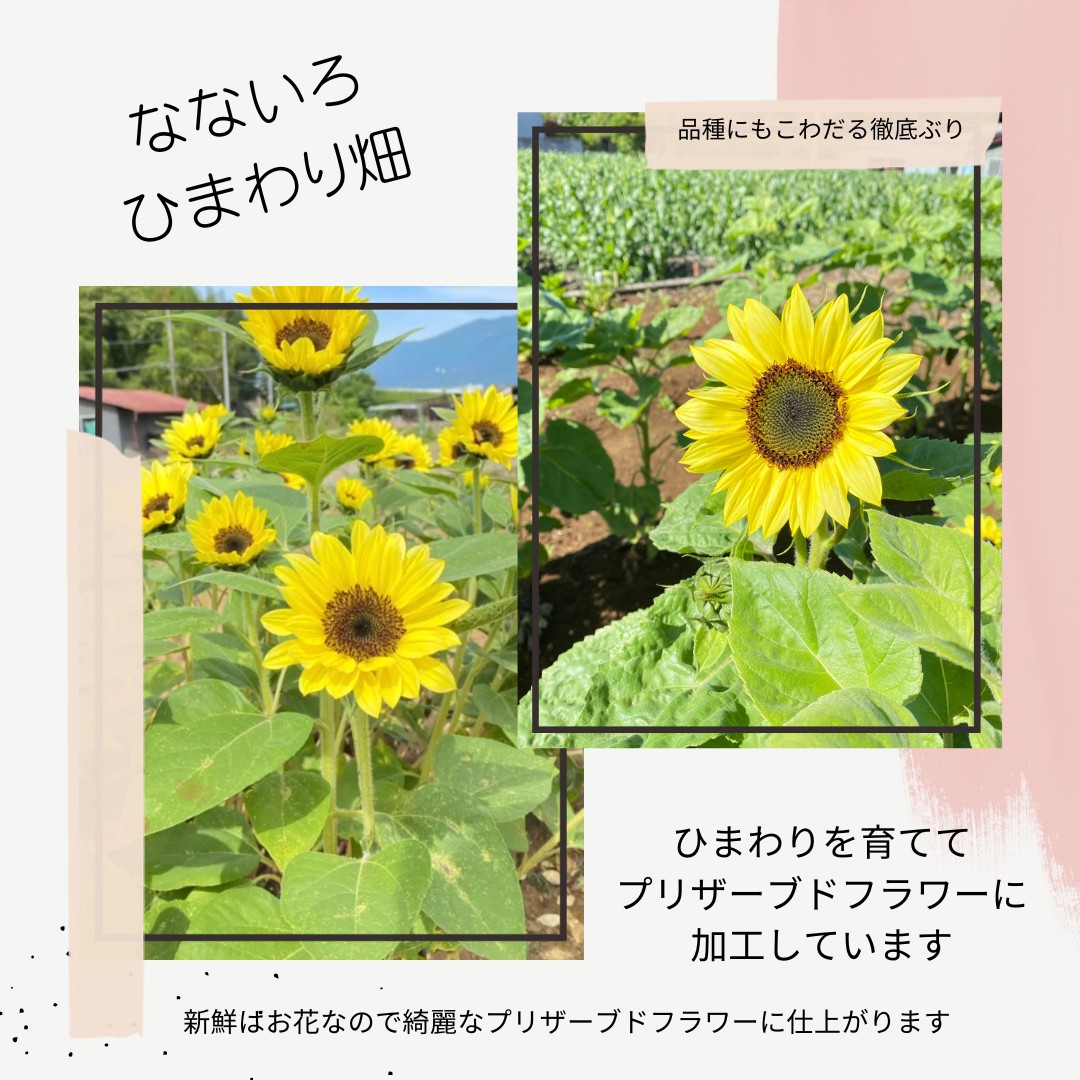 名入れ ひまわり プリザーブドフラワー sunflower フラワー