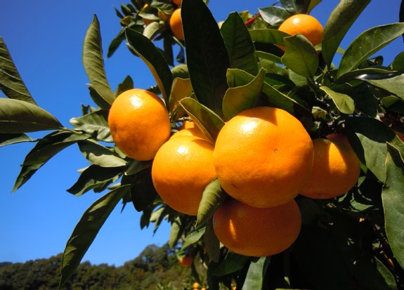 三重御浜】幻の冬みかん ☆贈答用 中サイズ 3キロ ☆糖度13度以上!!冬