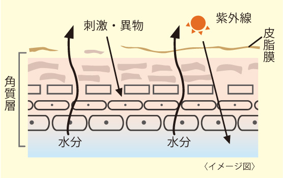 乾燥前の肌