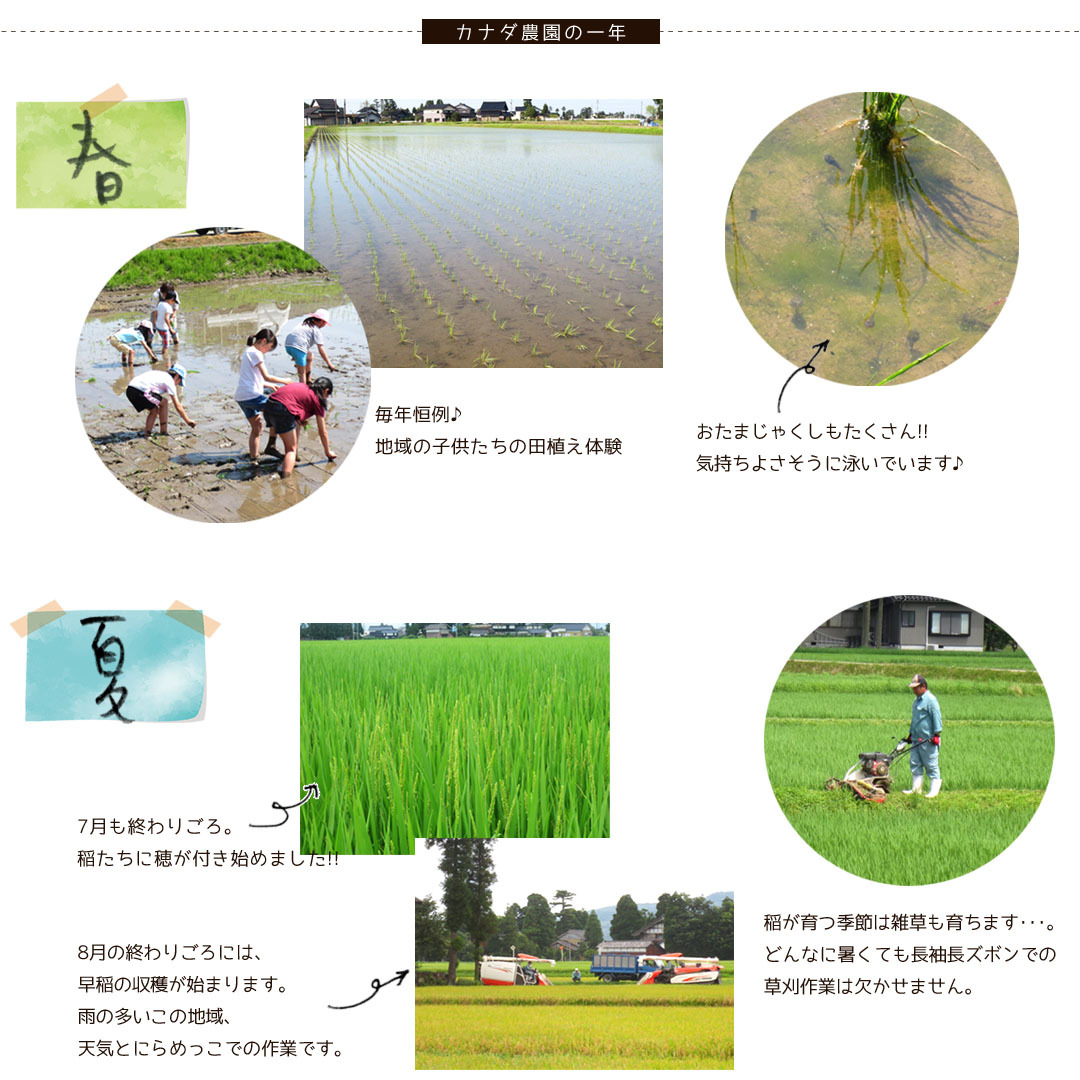 コシヒカリ 新米 令和6年度産 こしひかり 玄米 富山県産 30kg コシヒカリ 新米 令和6年度産 こしひかり 玄米 富山県産 30kg
