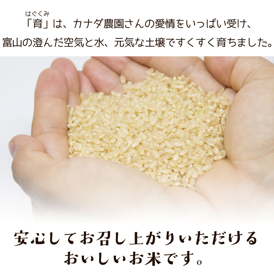 令和5年度産 こしひかり コシヒカリ 玄米 富山県産 30kg カナダ農園