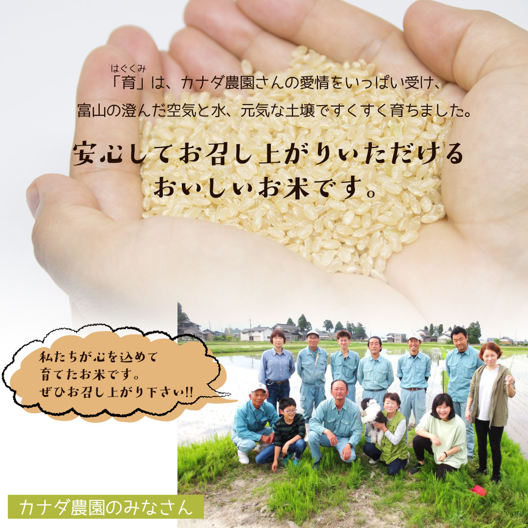 コシヒカリ 新米 令和6年度産 こしひかり 玄米 富山県産 30kg コシヒカリ 新米 令和6年度産 こしひかり 玄米 富山県産 30kg
