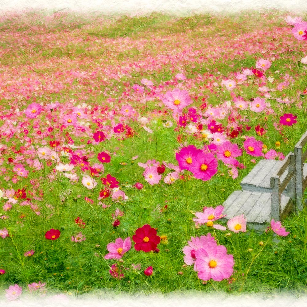 壁掛け 絵 おしゃれ 絵画 インテリア アートフレーム 額縁付き 花 秋 ピンク 一面のコスモス畑の白い椅子 Frame Isu All Csms K インテリアアート Naturalmemories 通販 Yahoo ショッピング 壁掛け 絵 おしゃれ 絵画 インテリア アートフレーム 額縁付き 花 秋 ピンク 一面のコスモス畑の白い椅子 Frame Isu All Csms K インテリアアート Naturalmemories 通販 Yahoo ショッピング