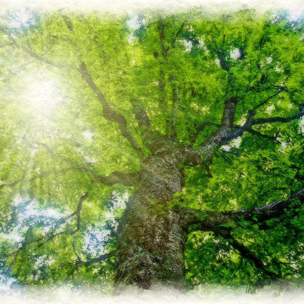 風水 玄関 絵 金運 絵画 トイレ 和紙の絵写真 夏 木 森 「木漏れ日と新緑のブナの大木」