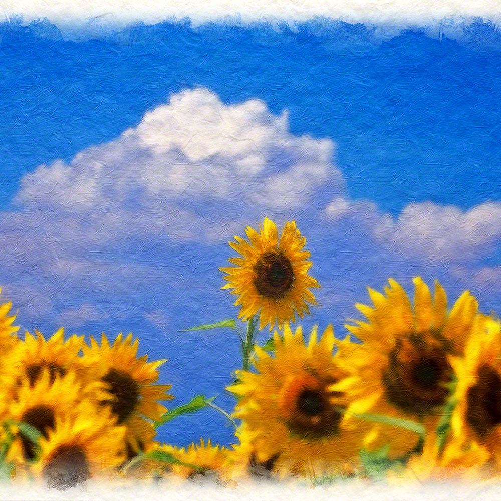 絵画 インテリア 北欧 玄関 風水 絵 風景画 版画 油絵 和紙の絵写真 アートパネル 花 夏 黄色 「入道雲と顔を出したひまわり」