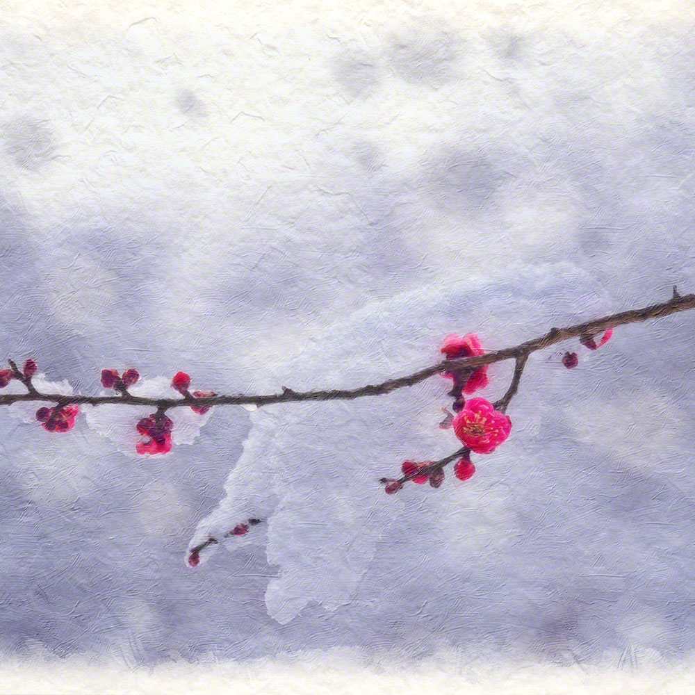 風水 玄関 絵 金運 絵画 トイレ 和紙の絵写真 花 春 冬 ピンク 赤 「雪を乗せた一枝の紅梅」｜natum｜03
