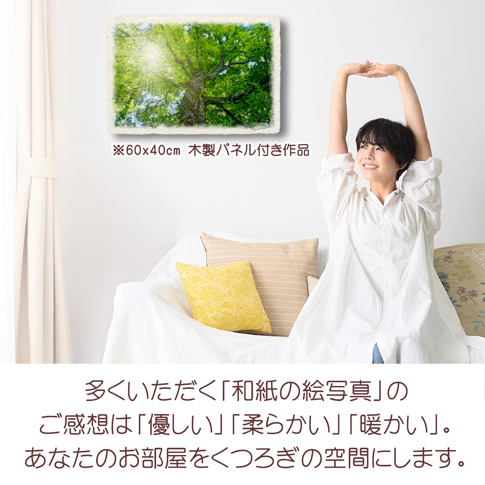 風水 玄関 に 飾る 絵 画 和紙の絵写真 「木漏れ日と新緑のブナ