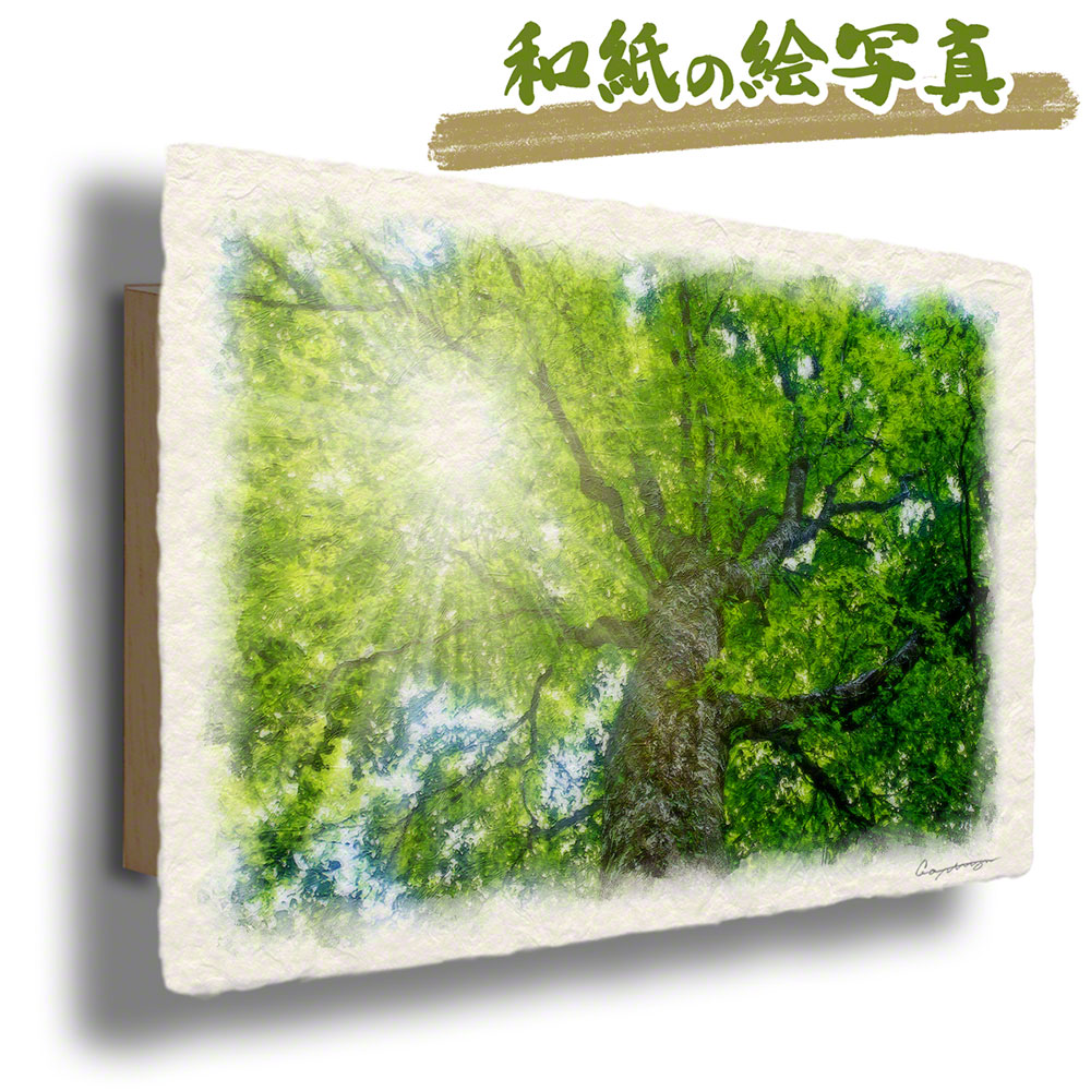 風水 玄関 絵 金運 絵画 トイレ 和紙の絵写真 夏 木 森 「木漏れ日と新緑のブナの大木」