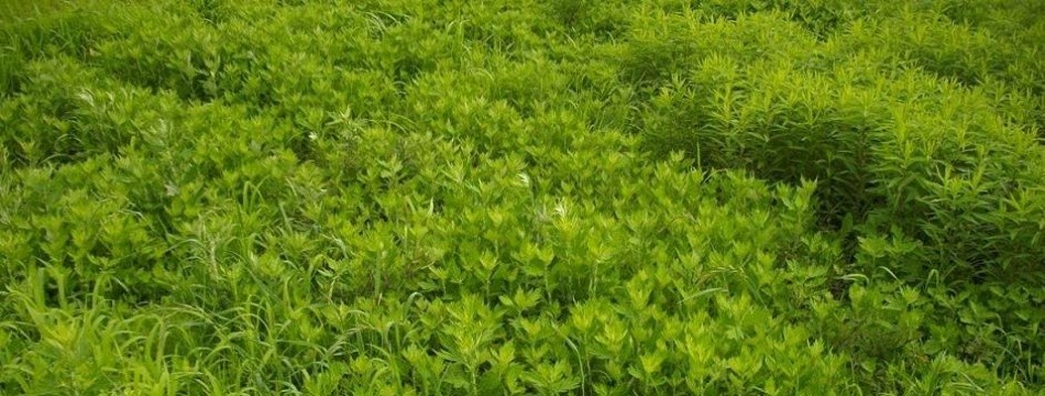 natural grass 工房