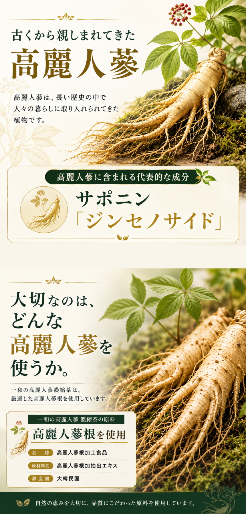 天寿參濃縮茶 高麗人参 300g 韓国産6年根高麗人参濃縮エキス サポニン