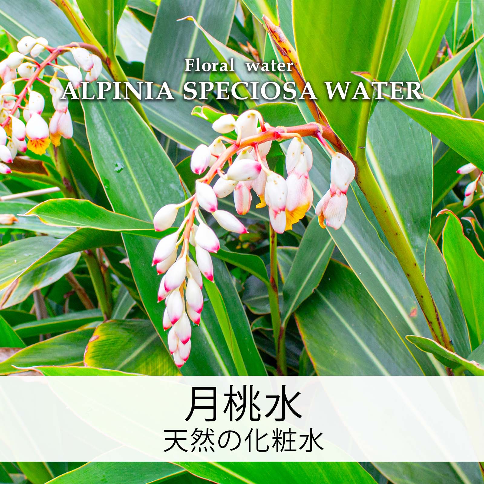 トラブル肌、敏感肌の方にも！荒れたお肌をいたわります。沖縄発、無農薬・月桃の木からできたハーブウォーター！防腐剤無添加！