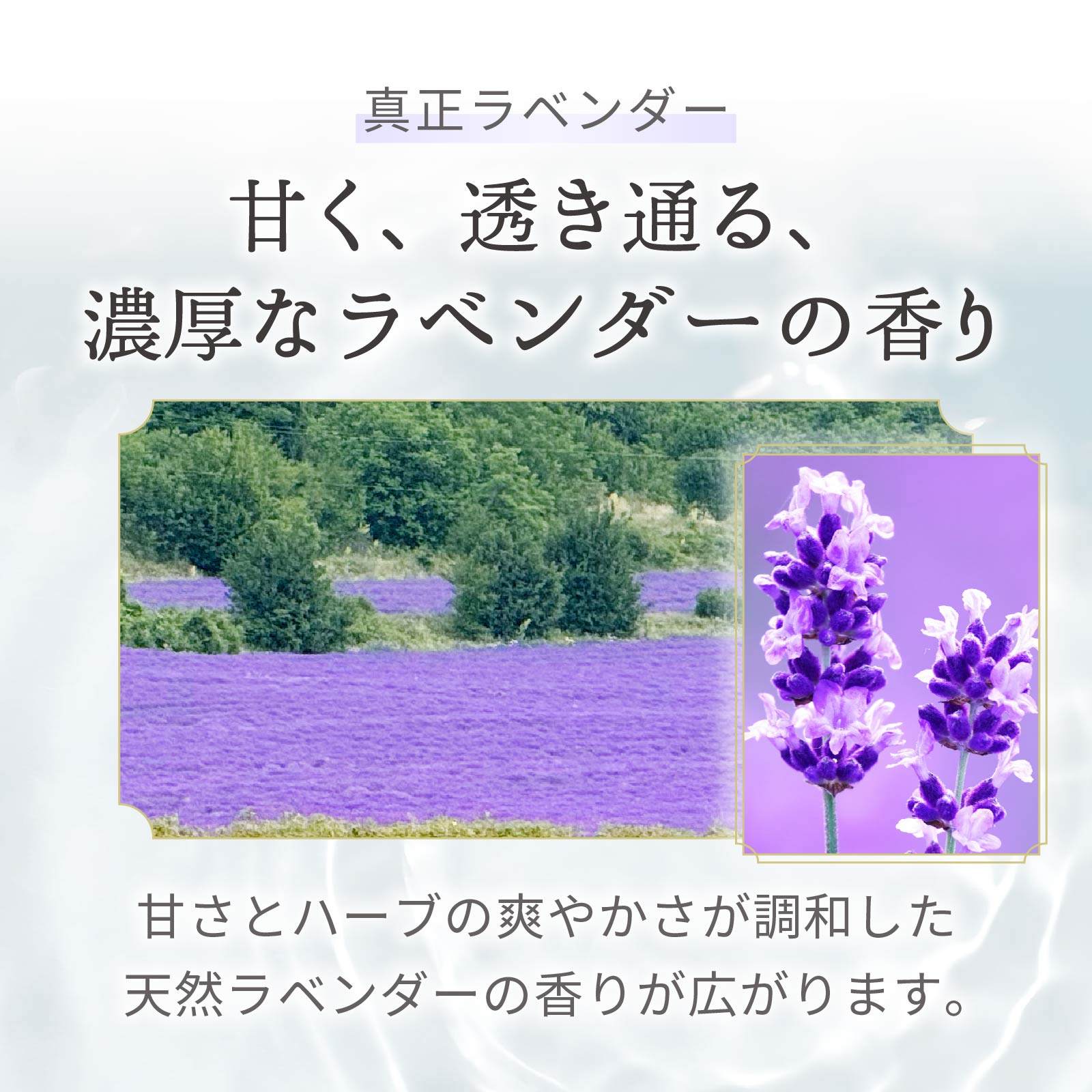 化粧水 ラベンダーウォーター オーガニック 5...の詳細画像5