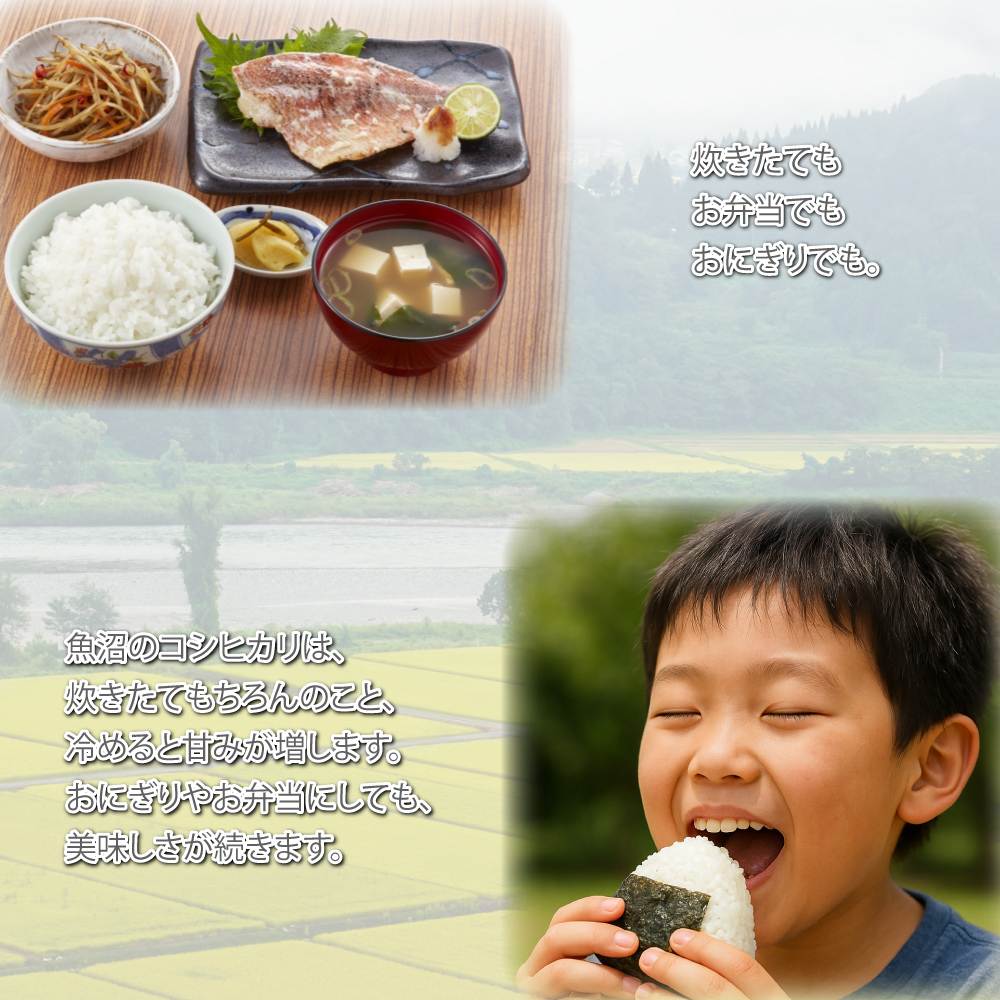 令和7年産 魚沼産 コシヒカリ 5kg 無洗米 新潟 一等米 天糧 新潟産 米