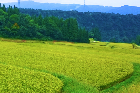 魚沼の田んぼ
