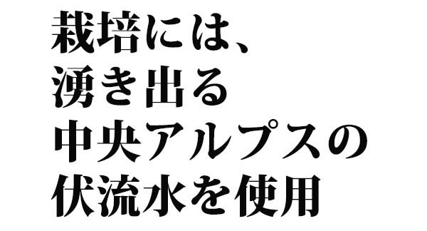 【信州ごま】ねりごま黒 70g