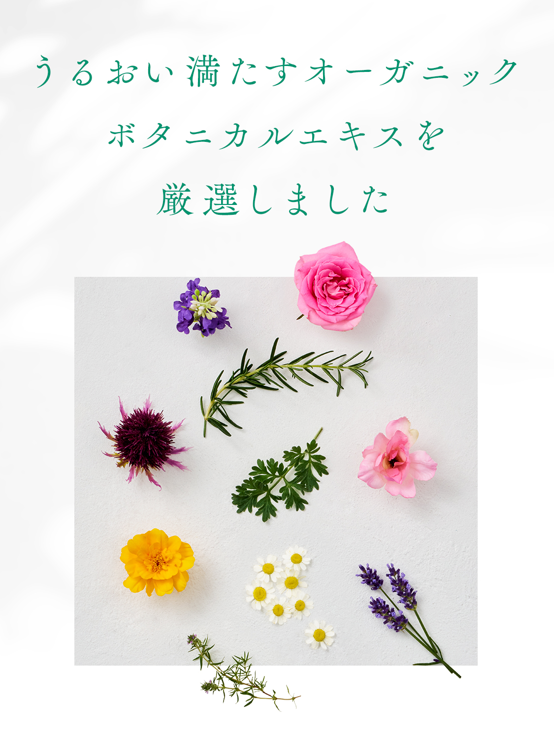 ダイアンボタニカル ボディソープ リフレッシュ＆モイスト 詰め替え シトラスサボンの香り