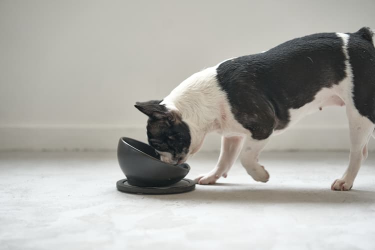 HARIO 犬用食器、フードボールの商品一覧｜食器、餌やり、水やり用品