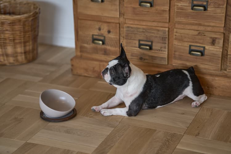 HARIO 犬用食器、フードボールの商品一覧｜食器、餌やり、水やり用品