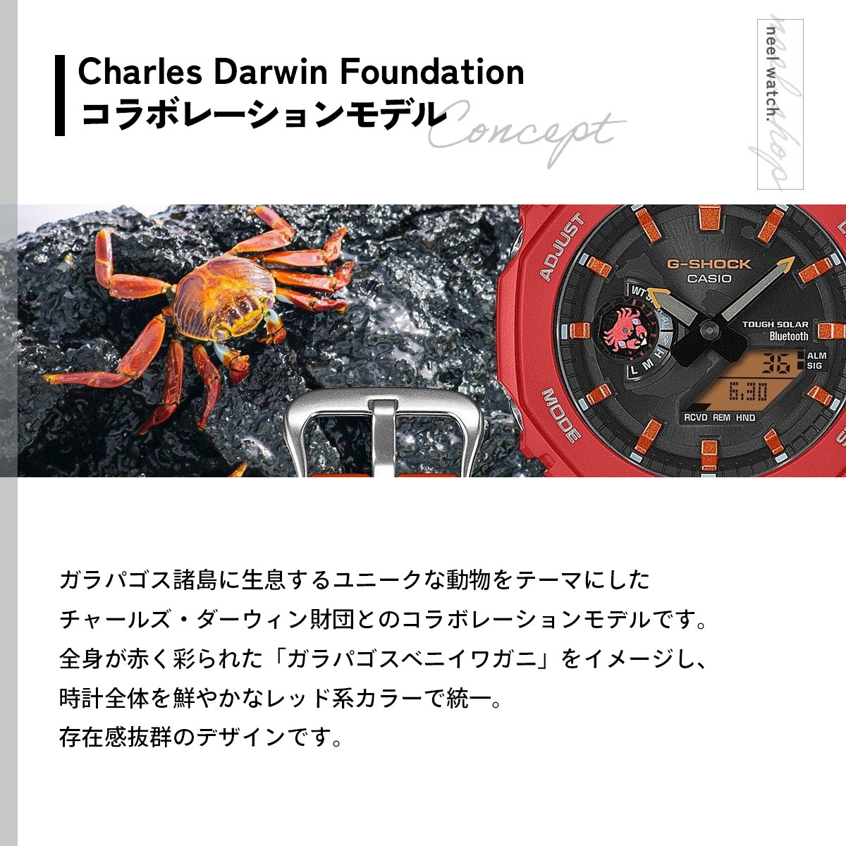 G-SHOCK Gショック ソーラー Charles Darwin Foundation コラボ 限定