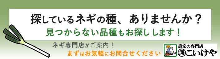 ニニウさん専用　長ネギ苗　1,500本 ねぎ抜き苗 品種：石倉一本太ねぎ【野菜の苗 約50本(50本/束) 抜き苗