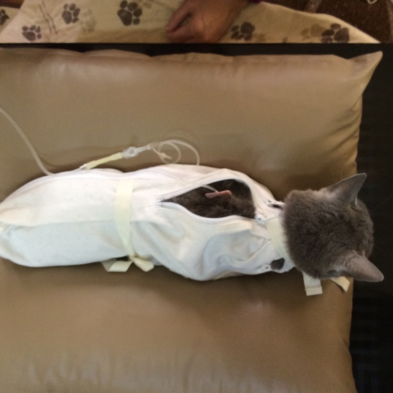 猫　保定クッション　点滴　輸液 治療 輸液 用 点滴 保定 猫 ベッド - メルカリ
