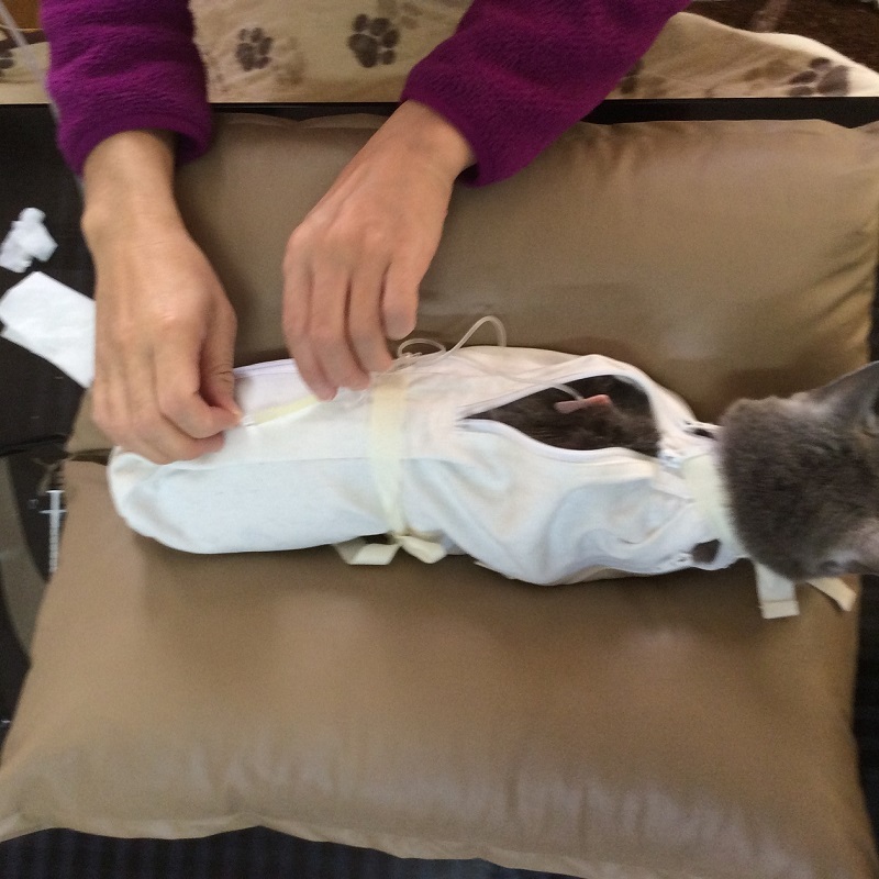 猫 保定 猫 点滴 ベッド 両手で針に集中できる 点滴 猫ベッド 腎不全 介護 介護用品 猫袋屋 600×540 日本製