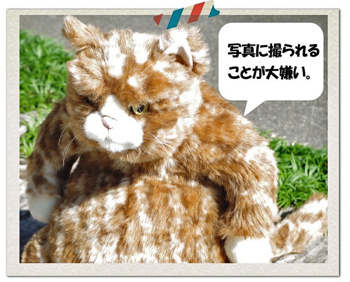 Cuddly（ぬいぐるみ） 猫 ぬいぐるみ ムッシュ カドリー（Cuddly