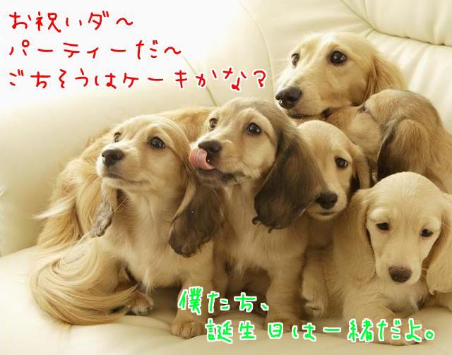 犬 足型,犬 足形,犬の足型,犬 足型,ペットの足型, 犬の足形,犬メモリアルグッズ