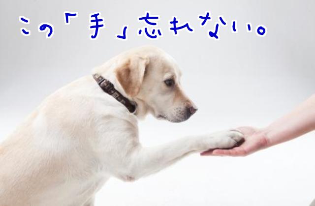 犬 足型,犬 足形,犬の足型,犬 足型,ペットの足型, 犬の足形,犬メモリアルグッズ