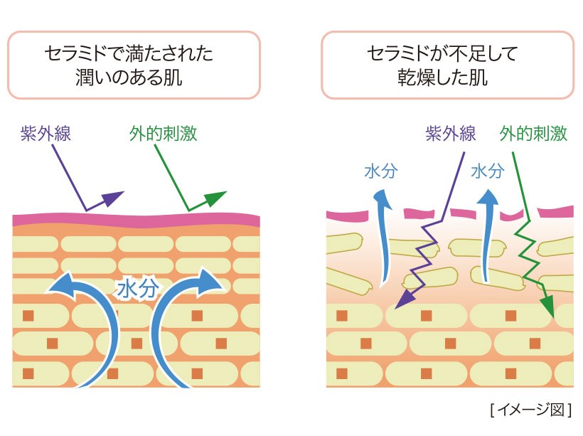 セラミド不足の肌構造図