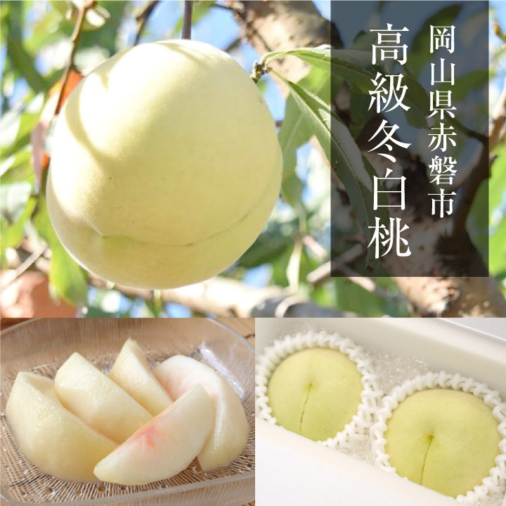 岡山県産冬桃がたり 5個入り 数量限定】冬桃がたり5～7玉 (11月下旬頃～12月上旬発送) 岡山