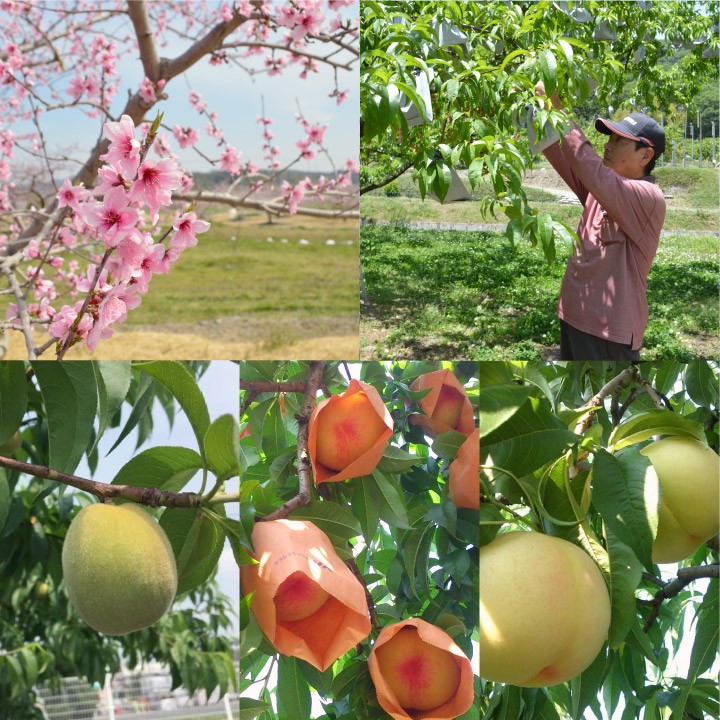 今井農園 特選 岡山白桃 5〜6玉 1.5kg前後(白鳳 千種白鳳