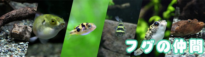 ネオスヤフー店 フグ Puffer その他熱帯魚 Yahoo ショッピング