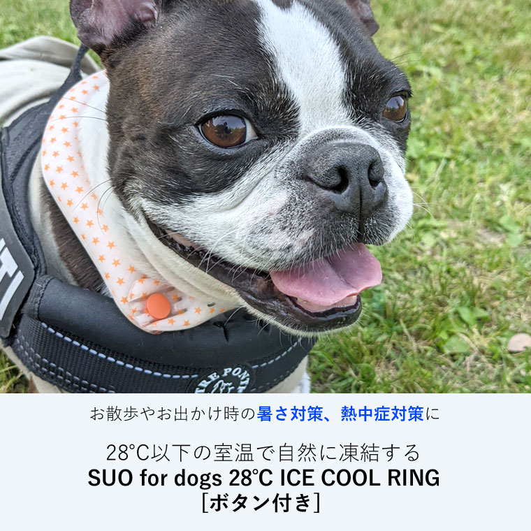 SUO クールリング 愛犬用 ボタン付き スオ 28°アイスクールリング  サイズLLB ミント LLサイズ