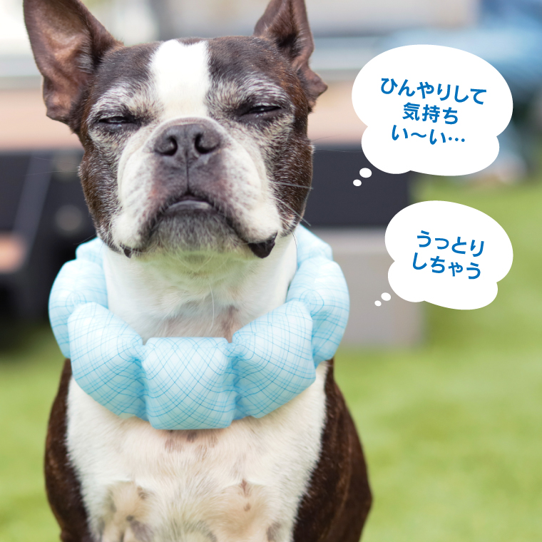 ICE RING SUO WBAND Lサイズ 犬 2025モデル 18℃ for dogs 正規