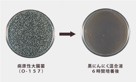 にんにくの殺菌効果