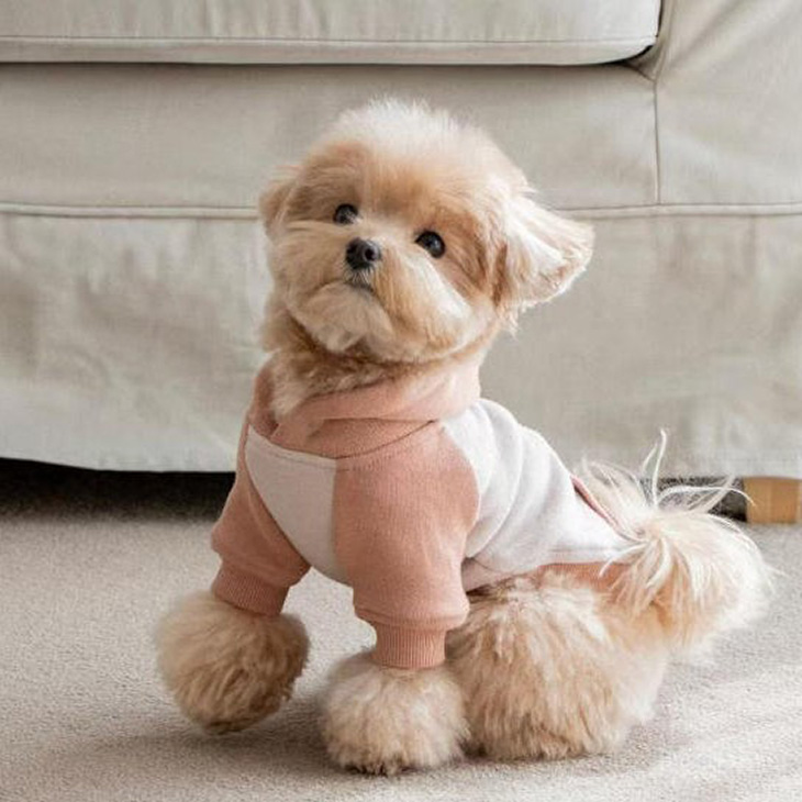 冬 犬服 超可愛い! 冬新作 フーディー くすみカラー 小型犬 犬服 ペットウェア カットソー お散歩【a476】 |  | 02