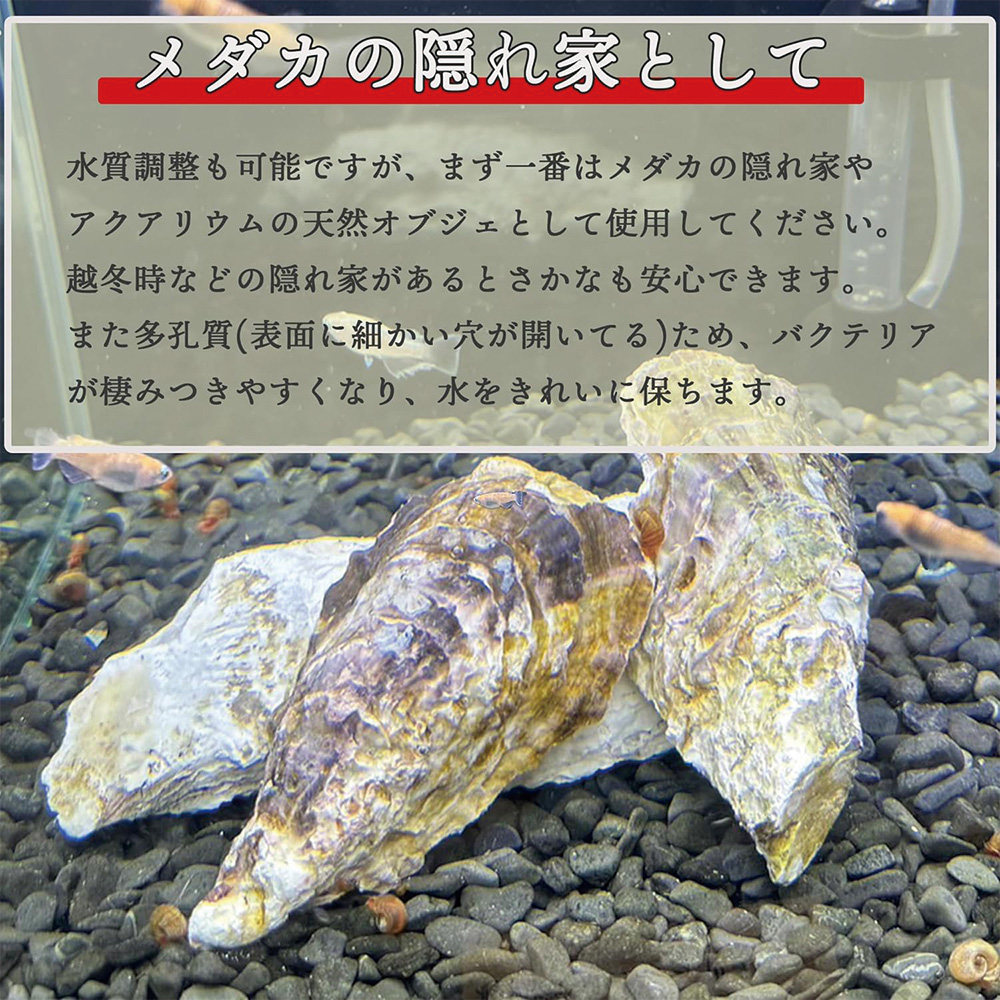 牡蠣殻 国産 300g (8〜10枚) メダカフレンド 金魚 水質 安定 浄化 ph調整 隠れ家 アクアリウム 貝殻 : 10002303 :  BAYU STORE - 通販 - Yahoo!ショッピング