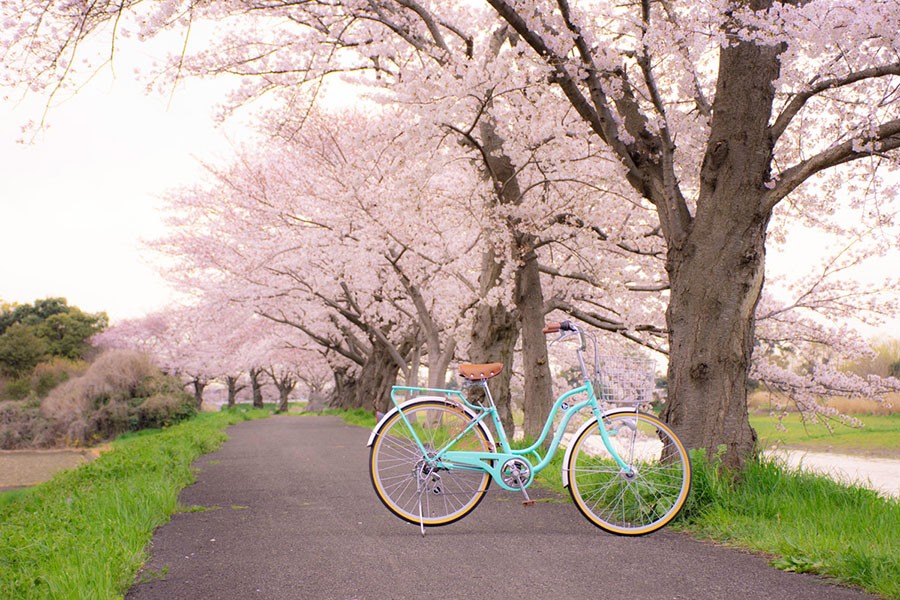 自転車 子供用 24インチ 女の子 男の子 小学生 おしゃれ 変速 子供自転車 オートライト おすすめ 7歳以上 お客様組立 A N Design Works Vp246hd Vp246hd Next Bike Yahoo 店 通販 Yahoo ショッピング