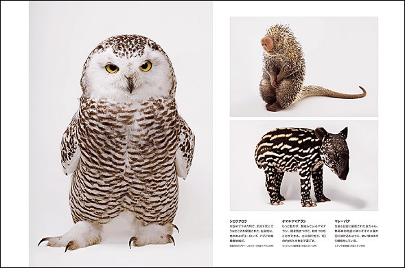 【NATIONAL GEOGRAPHIC】ピクセルスライド★送料・関税込 ナショジオYahoo!ショップ - Yahoo!ショッピング