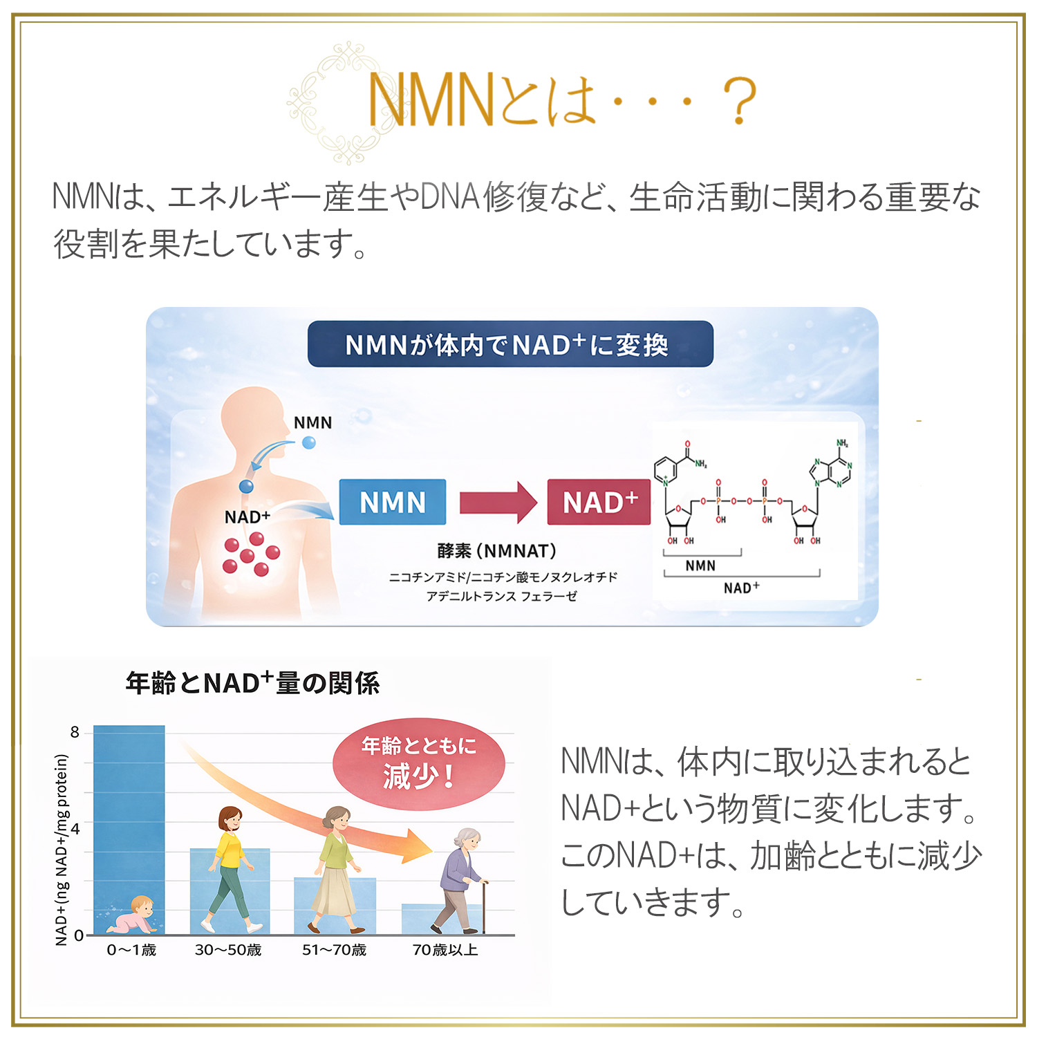 NMN 腸溶性サプリ 説明