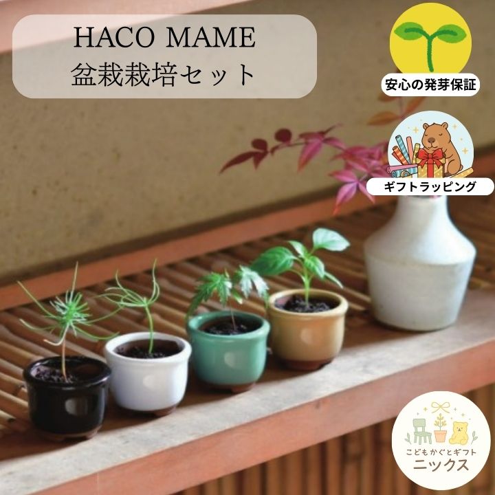 栽培キット 盆栽 栽培セット HACO MAME 豆盆栽 陶器 鉢 ミニ盆栽 黒松