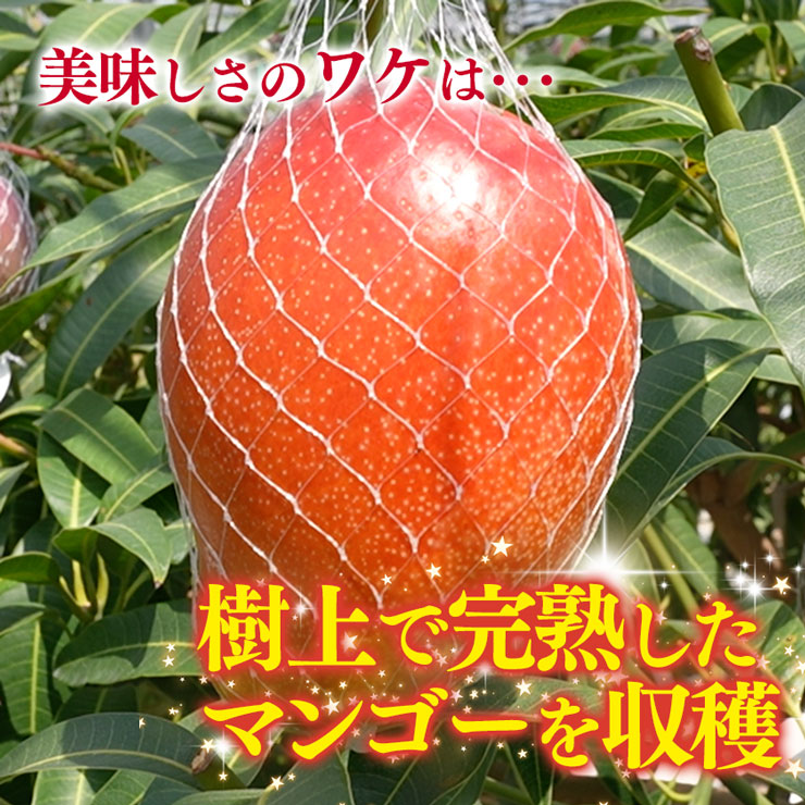 宮崎県産完熟マンゴー4L5玉大玉サイズ 宮崎完熟マンゴー中玉4玉 | タマチャンショップ 公式オンライン