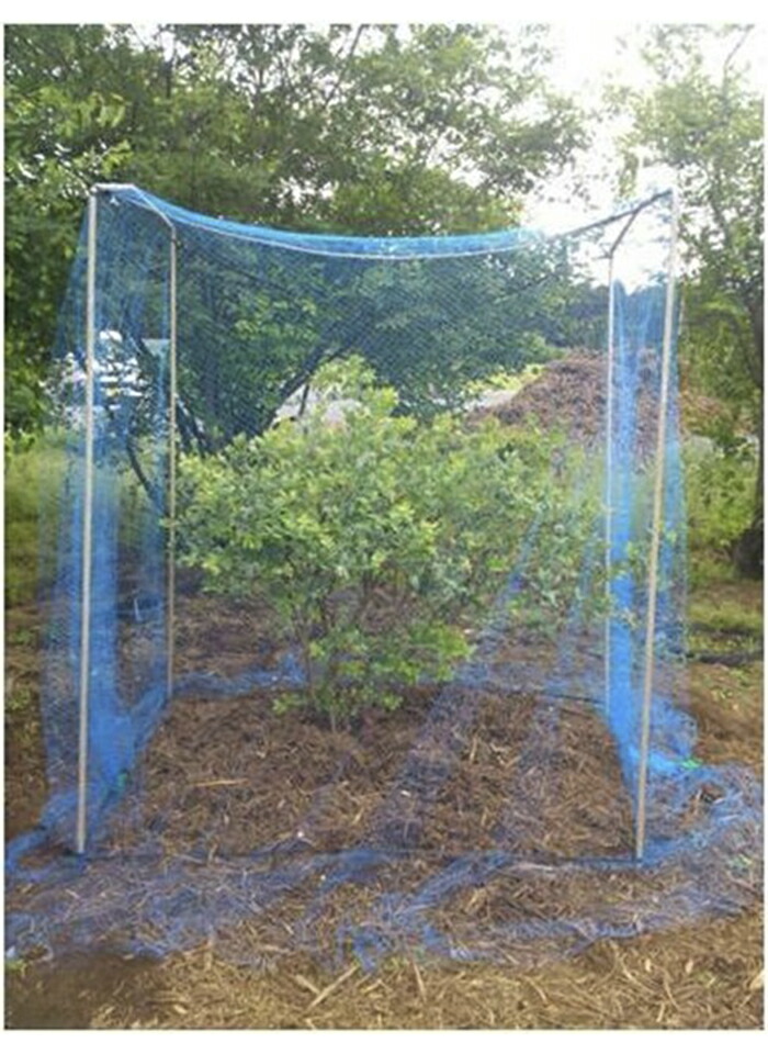 日本マタイ 防鳥網 直がけ 果樹用 9m×9m ブルーベリー サクランボ