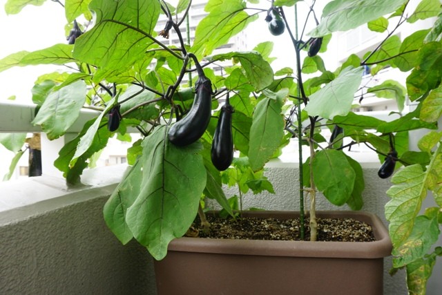 group pariner プランター2個セット 花と野菜のプランター 60cm ブラウン 2個セット 支柱サポート付き 28L