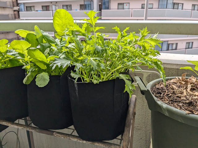 不織布プランター栽培セット 水菜 送料込 : Nicoco プランター菜園を